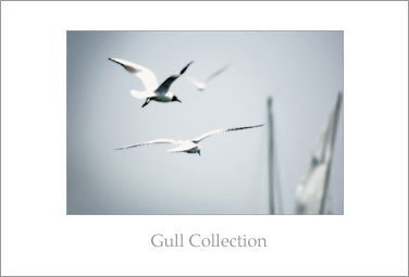Gull Collection